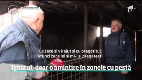 Ignatul, doar o amintire în zonele afectate de pesta pornică
