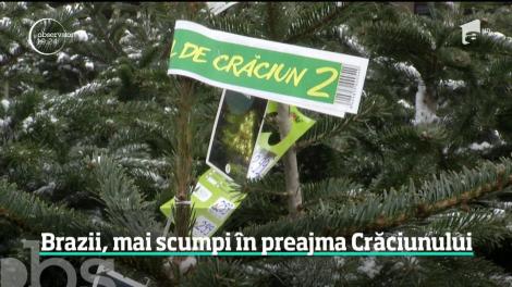 Brazii de Crăciun s-au scumpit peste noapte. Cât costă acum un brad