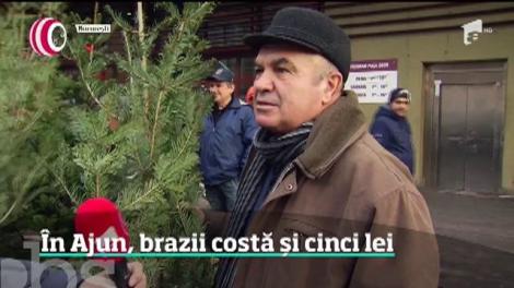 În Ajunul Crăciunului, brazii s-au vândut şi cu cinci lei bucata!