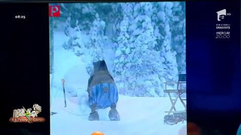 Smiley News. Ursul își spală blana la maşina de spălat