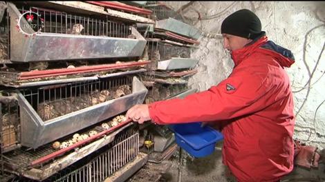 Ferma de prepeliţe - o afacere cu investiţii mici şi profit rapid