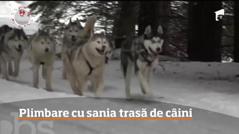 Oamenii care vizitează Harghita în această perioadă se pot bucura, pe lângă peisajele de poveste, şi de o plimbare cu sania trasă de câini!