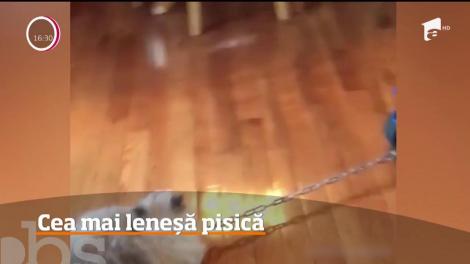 O pisică blănoasă şi supraponderală a devenit vedetă pe Facebook după ce s-a lăsat tractată de un camion de jucărie