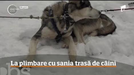 În vreme ce mulţi români s-au întors la lucru, turiştii care au rămas la munte după minivacanţa de Crăciun n-au avut timp să se plictisească