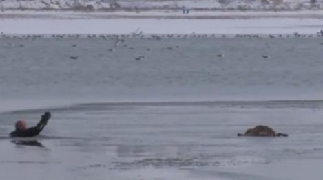 Un poliţist din Turcia n-a ezitat să sară într-un lac îngheţat pentru a salva un căţel care căzuse în apă şi era la un pas de moarte