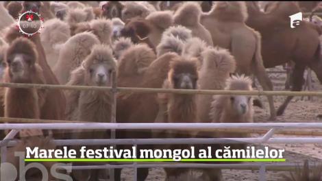 Imagini cum rar putem vedea de la marele festival mongol al cămilelor