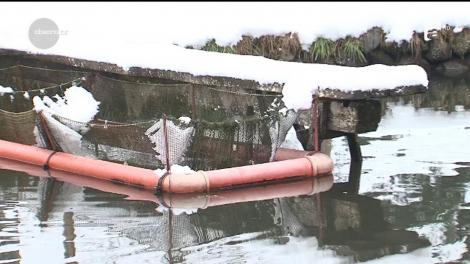 Păstrăvul, căutat pentru masa festivă de Revelion