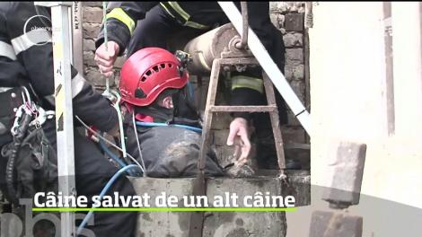 Câine salvat dintr-o fântână de un alt câine!