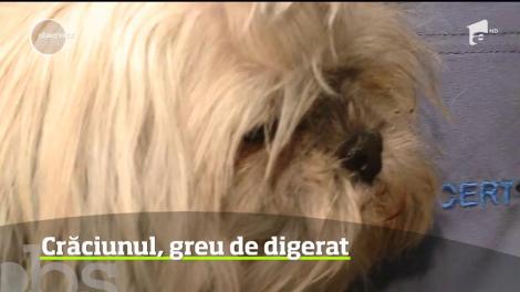 Crăciunul, greu de digerat pentru animalele de companie