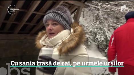 Cu sania trasă de cai, pe urmele urșilor în munții Harghitei