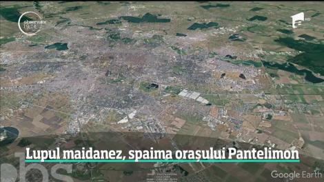Un lup a băgat spaima &icirc;n locuitorii oraşului Pantelimon