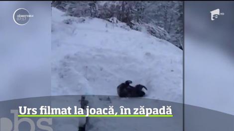 Un urs a fost filmat în timp ce se juca în zăpada, la Predeal!