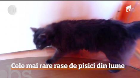 Cele mai rare rase de pisici din lume