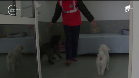 că singura pensiune pentru câini din judeţul Hunedoara a fost asaltată de clienţi, în perioada sărbătorilor