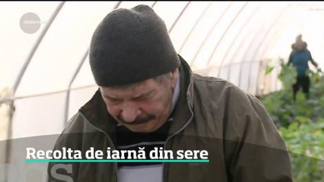 Recolta de iarnă din sere. Solariile sunt pline de salată, ridichi, ceapă verde şi gulii proaspete
