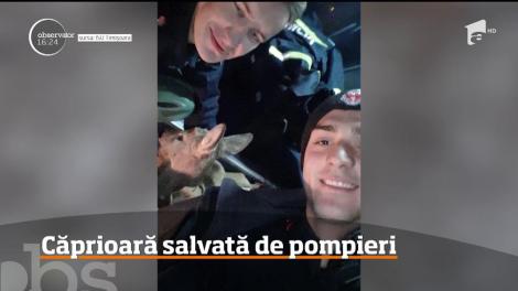 Căprioară salvată de pompieri, în Timiș