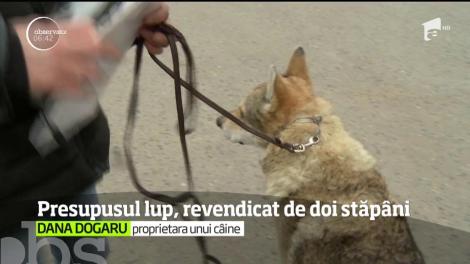 Animalul care a băgat spaima în locuitorii orașului Pantelimon a fost recunoscut nu de unul, ci de doi stăpâni