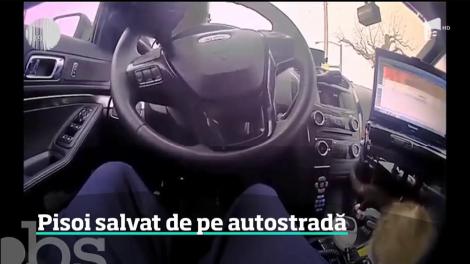 Un pui de pisică rătăcit în mijlocul unei autostrăzi aglomerate a fost salvat de la moarte de un poliţist