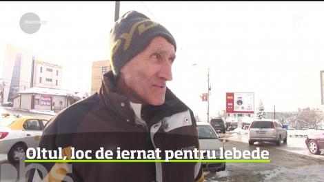 În fiecare iarnă sute de lebede siberiene poposesc în apropiere de Slatina, pe râul Olt