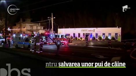 Mobilizare impresionantă în Statele Unite, pentru salvarea a aproape 100 de pui de câine