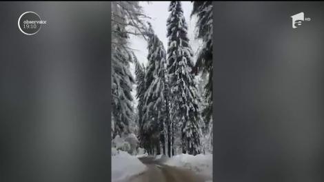 Gerul a cuprins toată România! A nins atât de mult în nordul ţării, încât un brad s-a rupt şi a căzut pe drum, în faţa unei maşini