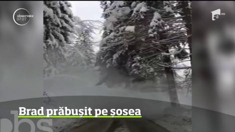 Imagini surprinzătoare pe o şosea din Maramureş. O mașină a fost la un pas să fie strivită de un brad