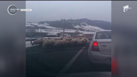 Culmea, nu zăpada, ci deszăpezirea i-a ţinut pe şoferi blocaţi pe un drum european. O turmă de oi s-a oprit pe şosea ca să se înfrupte din sarea împrăştiată pe asfalt