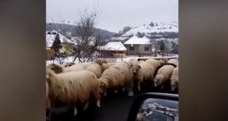 Imagini nemaiîntâlnite pe Drumul european E 81 care face legătura între Râmnicu Vâlcea și Sibiu! O turmă de oi a lins sarea de pe asfalt pusă pentru deszăpezire