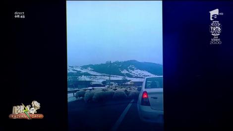Smiley News: O turmă de oi a lins sarea de pe asfalt pe E81, în Sălaj