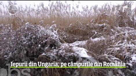 Acţiune inedită la Sfântu Gheorghe. 100 de iepuri sălbatici au fost eliberaţi pe câmpurile de lângă oraş