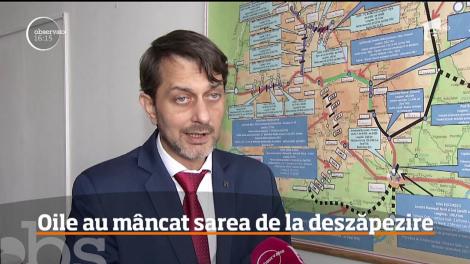 Oile au mâncat sarea de la deszăpezire de pe drumul european care leagă Sălajul de Cluj