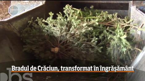 În Galaţi, brazii de Crăciun nu se aruncă pur şi simplu la gunoi. Pomii sunt transformaţi în îngrăşământ natural foarte eficient