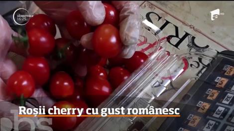Micuţele roşii cherry, atât de gustoase în salate, şi pe care le importăm în general, s-au copt în toiul iernii şi la noi