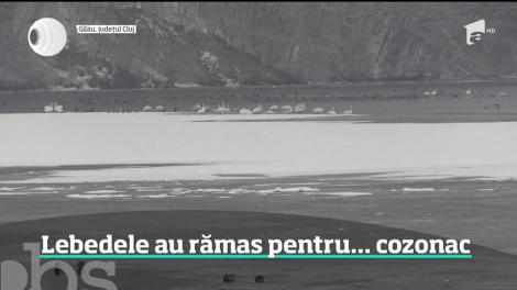 Lebedele au descoperit cozonacul rămas de la Sărbători şi n-au mai plecat. Ce spun specialiştii