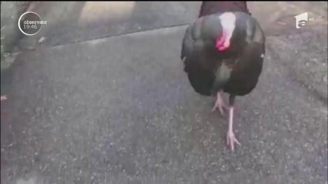 Localnicii unui orăşel american, terorizaţi de un curcan!