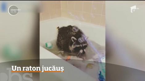 Război cu baloanele de săpun! Un raton jucăuș a devenit celebru pe internet - VIDEO