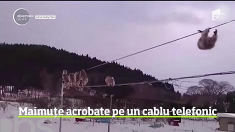 Maimuțe acrobate pe un cablu telefonic, în Japonia