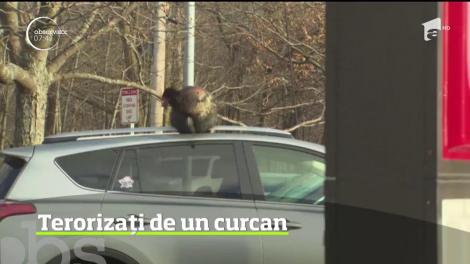 Situaţie ieşită din comun în Statele Unite. Un curcan care s-a cuibărit lângă o şcoală îi terorizează pe localnici