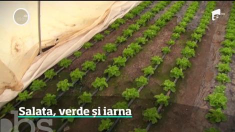 La mijlocul lunii ianuarie, agricultorii se pregătesc să culeagă salata verde