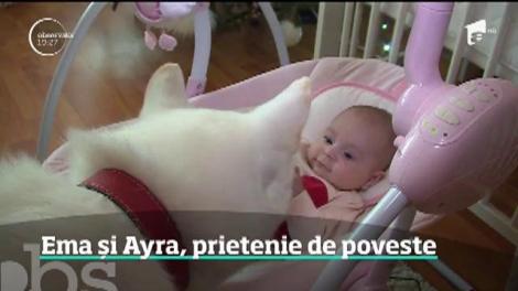 Poveste de film la Târgu Mureş. Un bebeluş de 9 luni şi o căţeluşă din rasa Akita sunt exemplul perfect pentru prietenia specială dintre oameni şi câini