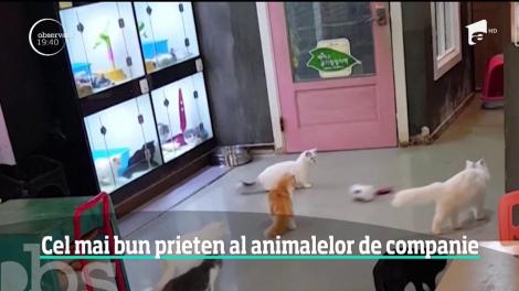Roboţelul Varram, cel mai bun prieten al animalelor de companie