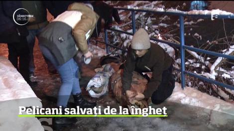 Frigul care afectează şi Capitala a făcut victime şi în rândul necuvântătoarelor. Doi pelicani au fost salvaţi din apele îngheţate ale Lacului Herăstrău