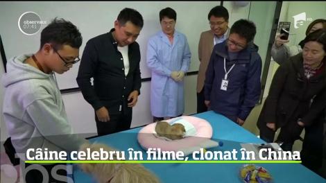 O vedetă de film din China a fost clonată, pentru 50.000 de dolari - VIDEO