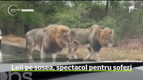 Patru lei dintr-o rezervaţie din Africa de Sud, vedete pe internet după ce au fost filmaţi în timp ce defilau pe o şosea