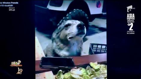 Smiley News. Calm, liniștit... Ce face muzica reggae din... câine