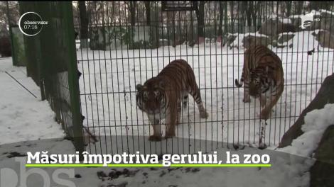 Gerul din ultima perioadă nu afectează doar oamenii, ci şi animalele din grădinile zoologice