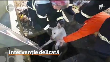 Misiune specială pentru pompierii din Timişoara. Un echipaj a intervenit să scoată dintr-un canal o căţeluşă speriată şi pe cei patru pui ai ei