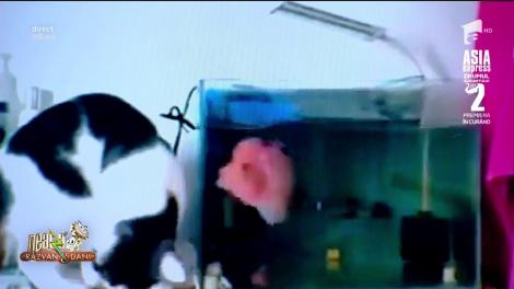 Smiley News. Peștele karatist!