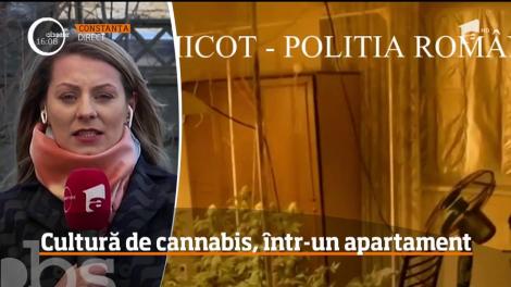 Un bărbat din Constanţa şi-a transformat apartamentul într-o seră de cannabis!