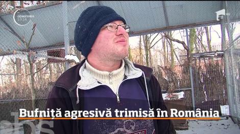 O bufniţă care a terorizat un orăşel din Olanda şi a rănit zeci de oameni a fost trimisă în ţara noastră!